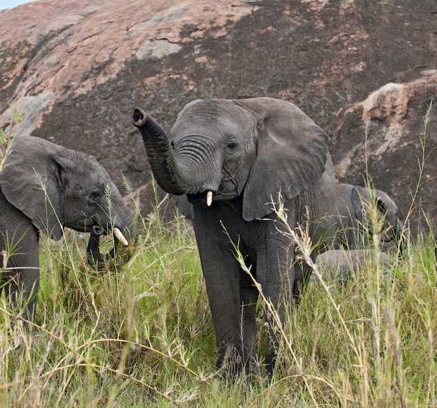 Elefanten im Serengeti-Nationalpark