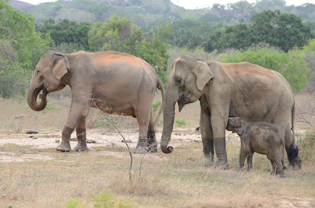 Elefanten im Yaala Nationalpark in Sri Lanka