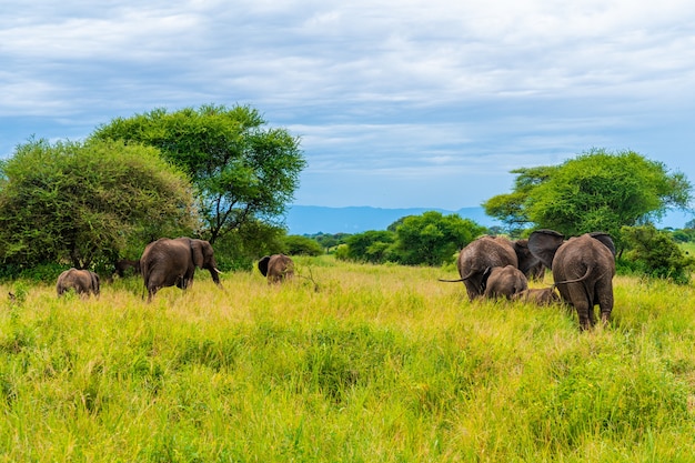 Elefanten in Afrika