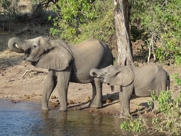 Elefanten in Botswana