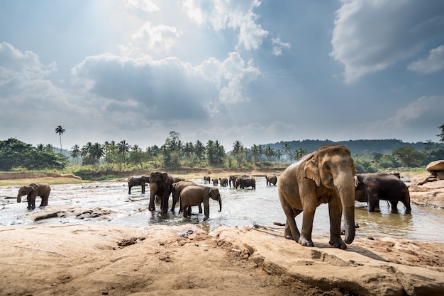 Elefanten in einer wunderschönen Landschaft in Sri Lanka