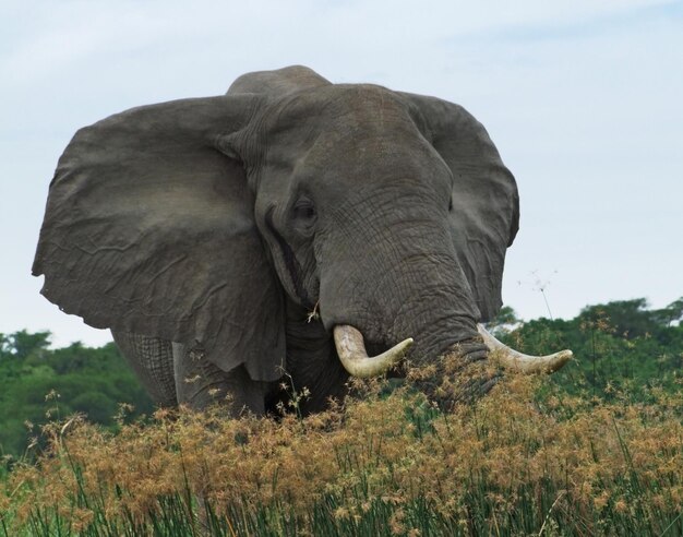 Elefanten in Uganda