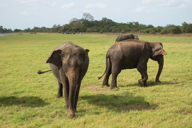 Foto elefanten minneriya aus sri lanka