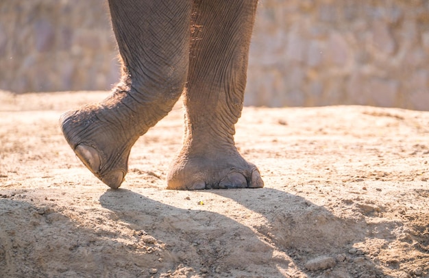 Elefanten Nahaufnahmen wilde Tiere