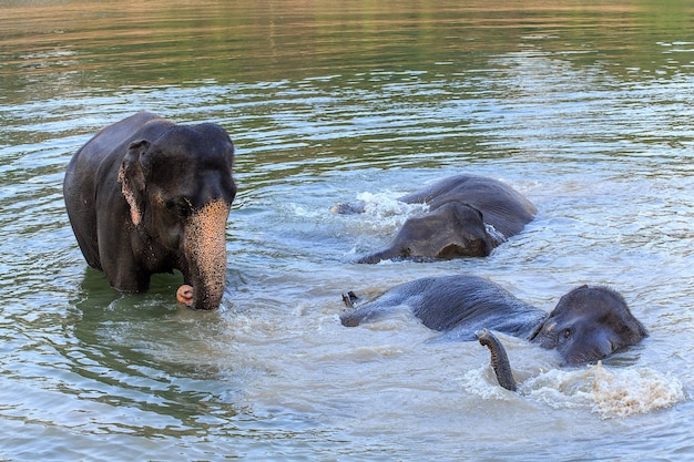 Elefanten nehmen ein Bad im Fluss Kwae-noi. Kanchanaburi, Thailand