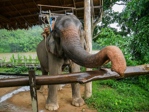 Elefanten sind im Zoo