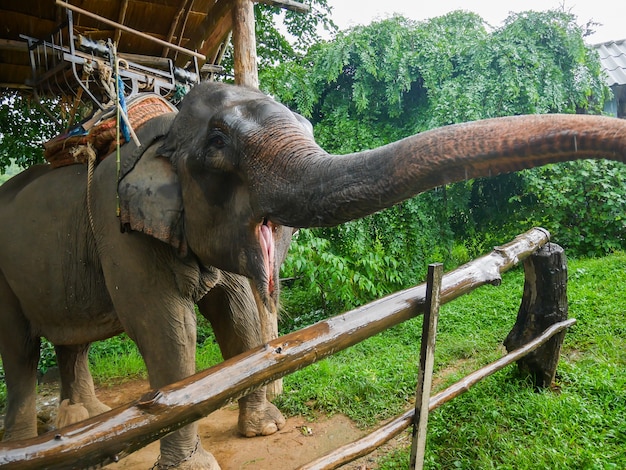 Elefanten sind im Zoo