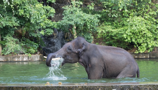 Elefanten sprühen Wasser mit seinem Rüssel