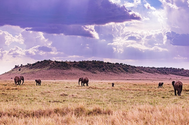 Elefanten Wildtiere Das Maasai Mara National Game Reserve Park Narok County