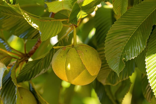 Elefantenapfelfruchtbaum der Art Dillenia indica