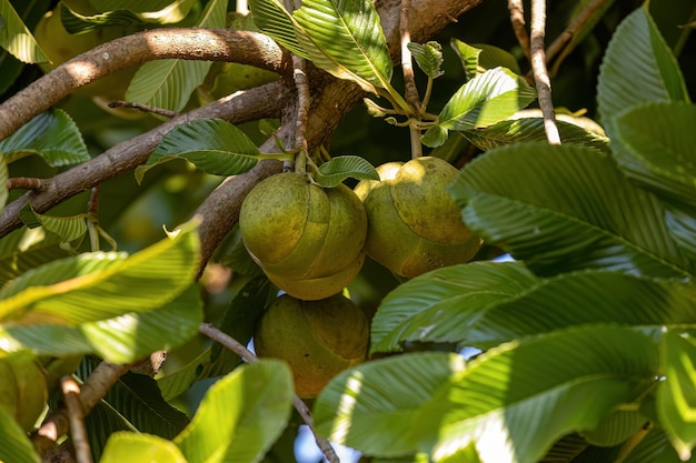 Elefantenapfelfruchtbaum der Art Dillenia indica