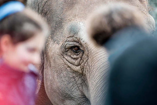 Elefantenauge im Zoo