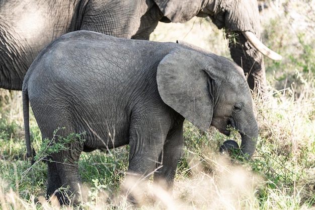 Elefantenbaby Loxodonta Africana