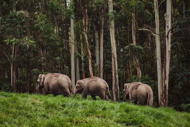 Elefantenfamilie im Periyar-Nationalpark, der nahe dem Wald geht