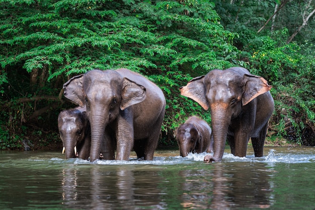 Foto elefantenfamilie im wasser