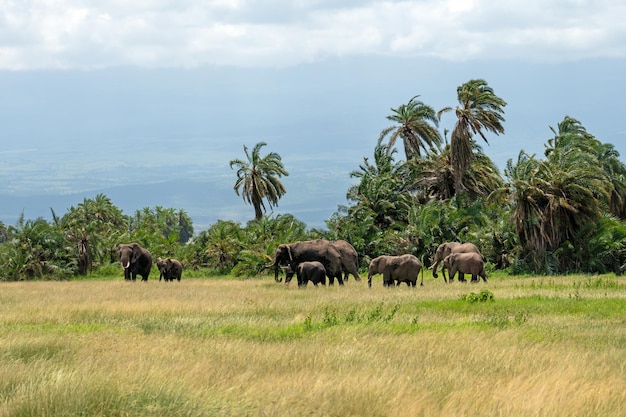 Elefantenfamilie in der afrikanischen Savanne in Amboseli, Kenia, Afrika