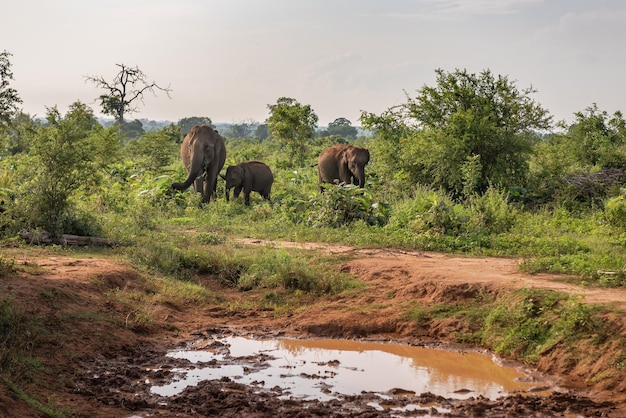 Elefantenfamilie in der Wildnis auf Sri Lanka