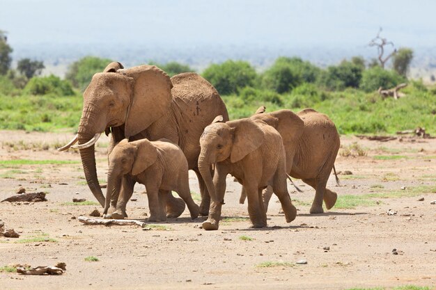 Elefantenfamilie in Kenia