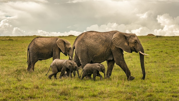 Elefantenfamilie mit zwei Babys