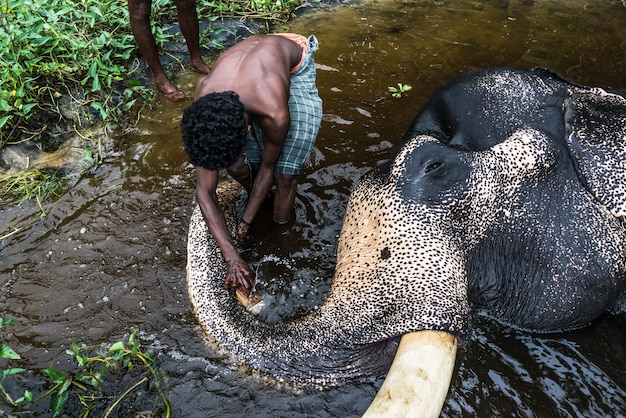 Elefantenfarm Indien
