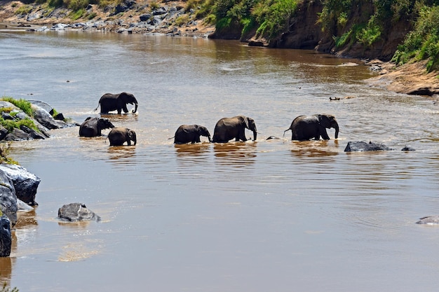 Elefantenherde im Fluss Mara in Kenia