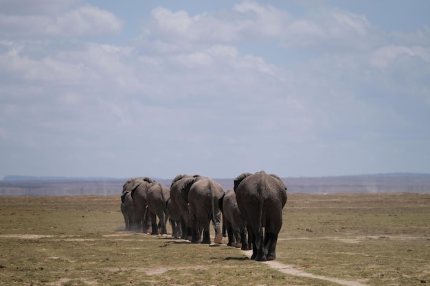 Elefantenherde während der Wanderung auf der afrikanischen Safari