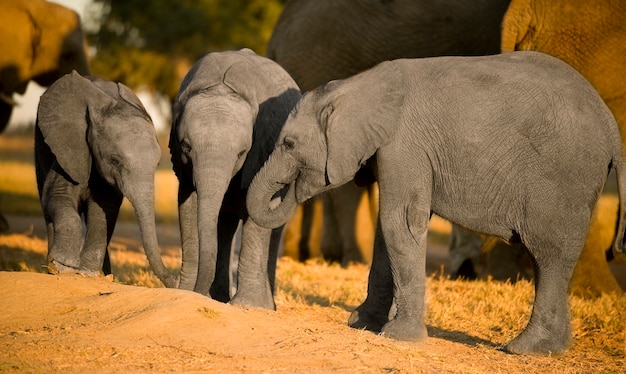Elefantenkalb und seine Mutter