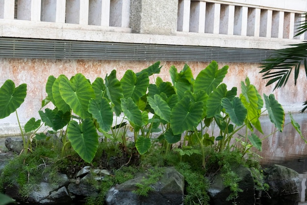 Elefantenohren Taro Colocasia esculenta