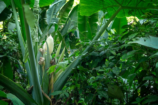 Elefantenohrpflanze wächst in einem tropischen Garten Grünes großes Blatt. Foto in hoher Qualität