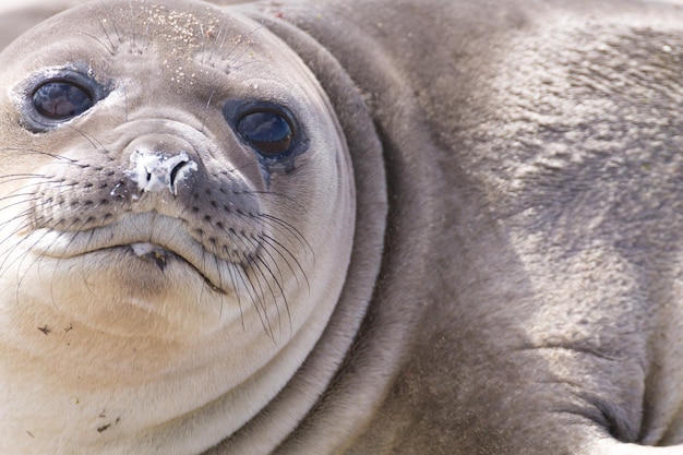 Elefantenrobben am Strand aus der Nähe Patagonien Argentinien Isla Escondida Strand argentinische Wildtiere