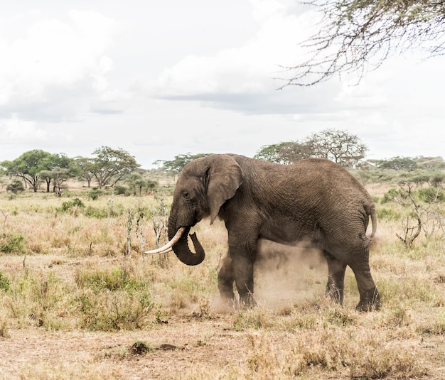 Elefantenstaubbaden, Serengeti, Tansania, Afrika