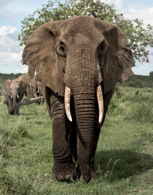 Elefantenverkleidung, Serengeti, Tansania