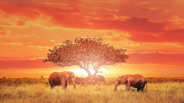 Elefantes africanos al atardecer África Tanzania Parque nacional del Serengeti