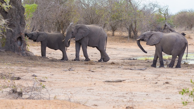 Elefantes africanos andando no mato