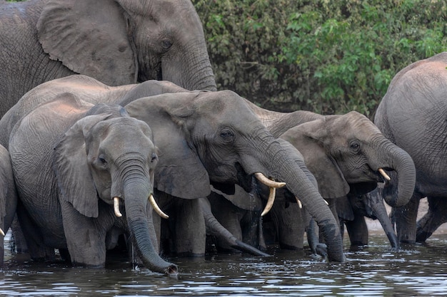 Elefantes africanos bebendo Rio Chobe Botswana