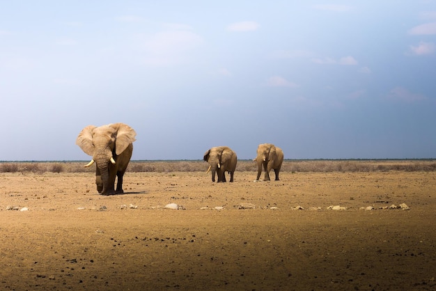 Los elefantes africanos cruzan la sabana del Parque Nacional Etosha Namibia