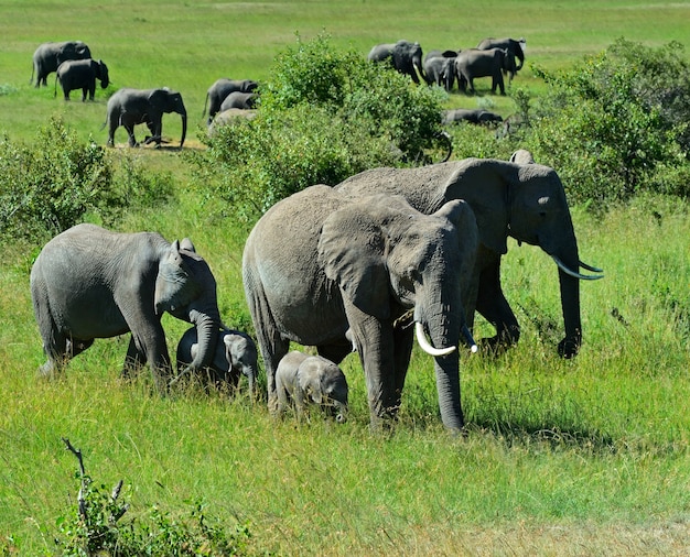 Elefantes africanos em seu habitat natural. Quênia. África.