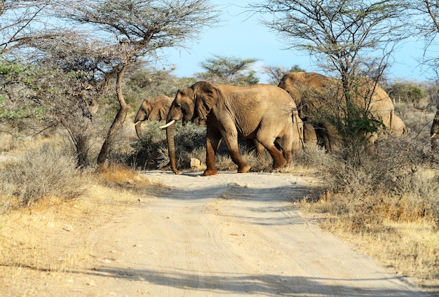 Elefantes africanos em seu habitat natural. Quênia. África.