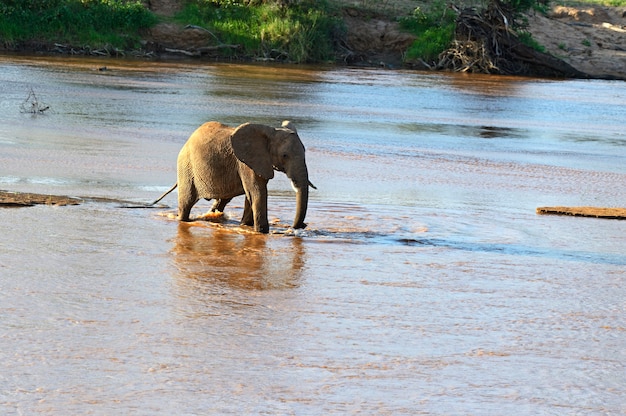 Elefantes africanos em seu habitat natural. Quênia