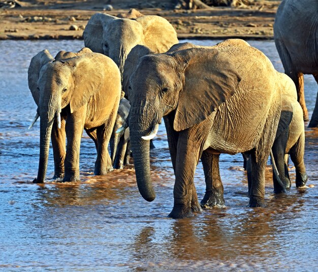 Elefantes africanos em seu habitat natural. quênia