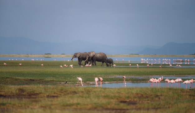 Elefantes africanos y flamencos cerca del Parque Nacional de Amboseli, Kenia