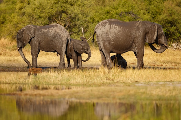 Elefantes africanos juntos en la naturaleza.