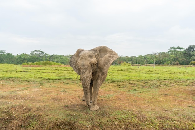 Foto elefantes africanos na bela paisagem selvagem