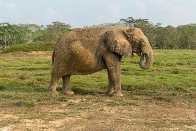 Foto elefantes africanos na bela paisagem selvagem