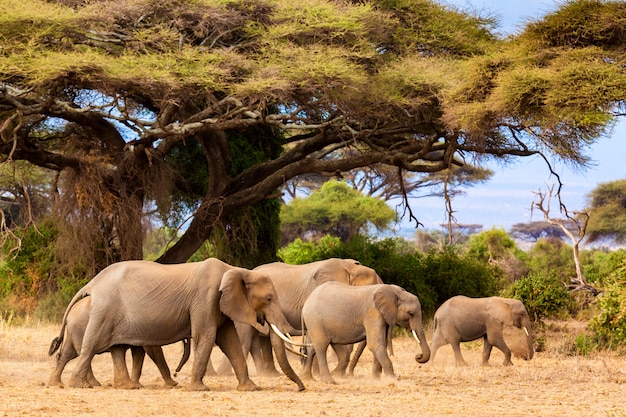 Elefantes africanos no parque nacional de amboseli. quênia, áfrica.