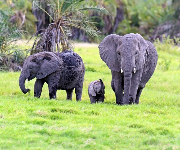 Elefantes africanos no parque nacional de amboseli. quênia