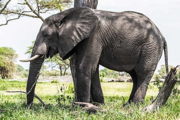 Elefantes africanos no Parque Nacional Tarangire, Tanzânia. Cabeça do elefante africano de perto.