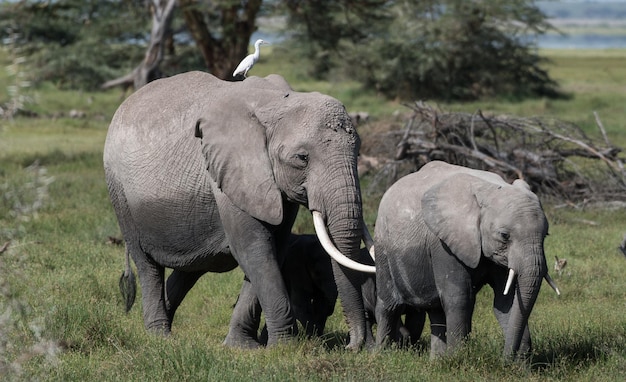 Elefantes africanos reunem-se ao nascer do sol no Parque Nacional Amboseli, no Quênia