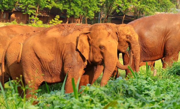 Los elefantes se alimentan en la naturaleza y los ríos del norte de Tailandia
