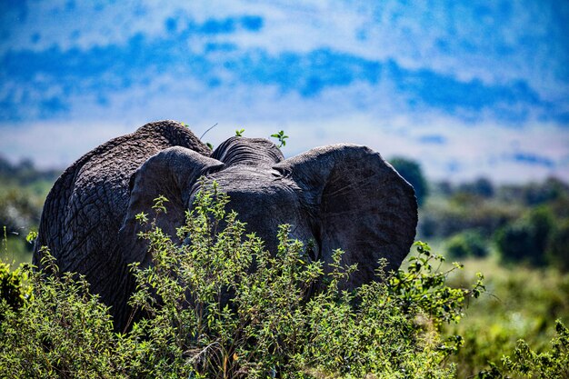 Elefantes Animais selvagens O Parque Nacional de Reserva de Caça Maasai Mara Condado de Narok